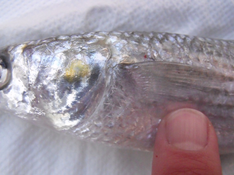 Identificazione delle Liza mediterranee senza dissezione.